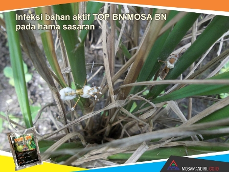 infeksi bahan aktif beuveria bassiana dan noumeria rileyi - TOP-BN-MOSA BN - pada walang sangit - mosamandiri04