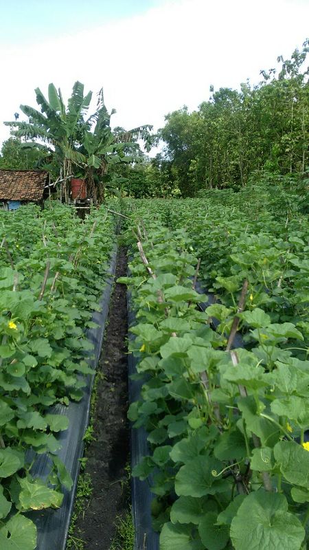 Melon - Ngawi -umur 35 Hari dengan produk MMC-daun serempak lebar serta mulus