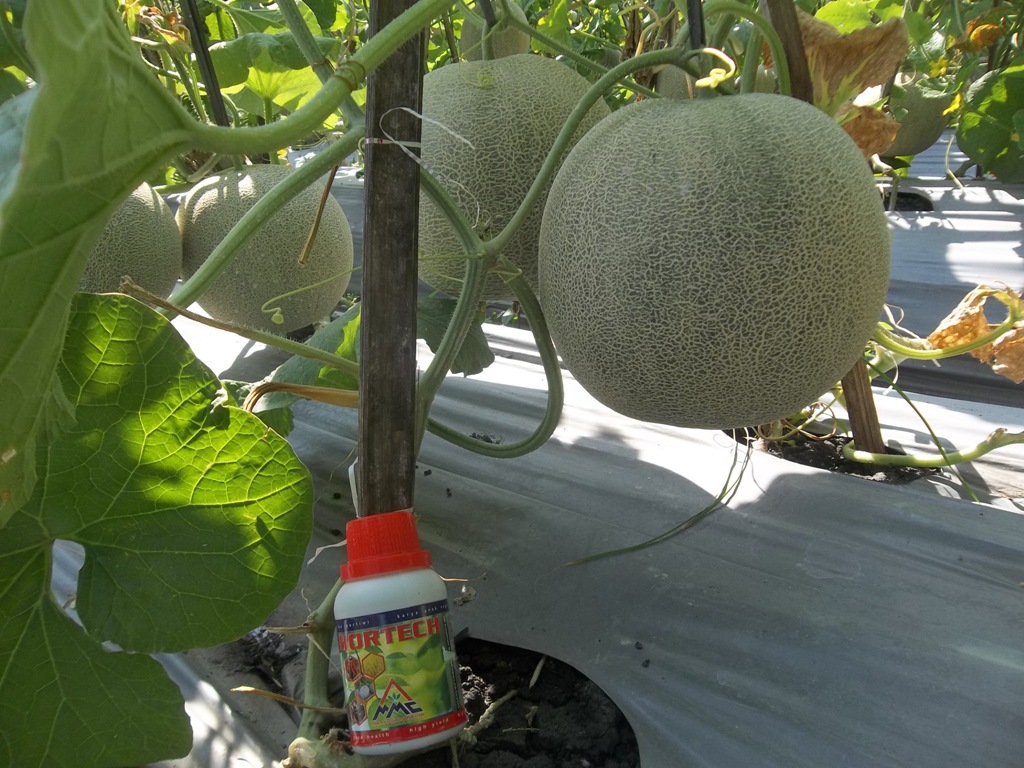 100_1300-Panen-Melon-dengan-HORTECH