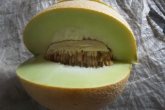 100_1366-hasil-melon-dengan-pupuk-organik