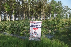 lahan-melon-dengan-produk-organik-mmc