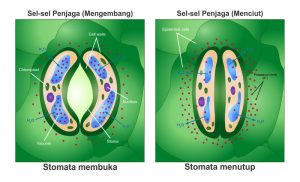 bagan stomata atau mulut daun