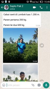 testimoni petani Cabai rawit di Lombok :luas 1.200 m. Panen pertama 200 kg. Panen ke dua 600 kg.